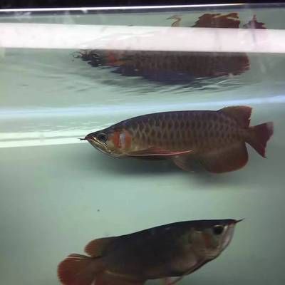 紅龍魚不開燈是不是不容易發(fā)色（如何選擇適合紅龍魚的燈光）