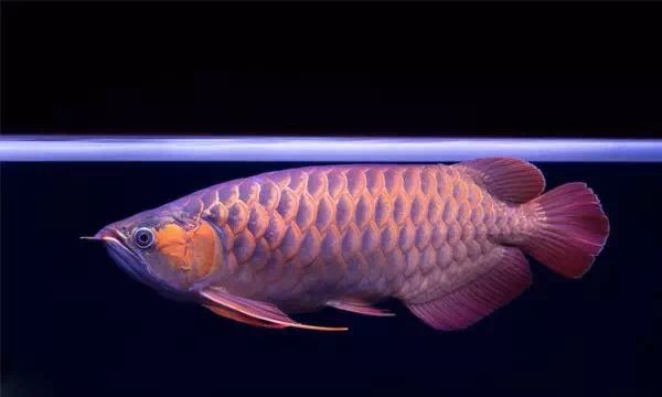 最好的龍魚燈品種有哪些名字，龍魚燈品牌介紹