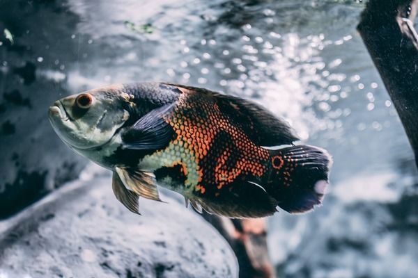 養龍魚需要定期消毒嗎 龍魚百科 第1張 養龍魚需要定期消毒嗎 養龍魚需要定期消毒嗎 龍魚百科 第1張