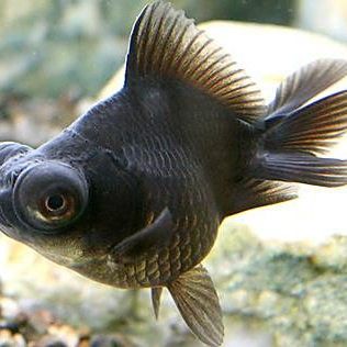 黑龍睛金魚的最佳飼養溫度是多少？