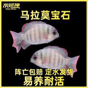 如何選擇適合風水的龍魚品種：選擇適合風水的龍魚品種
