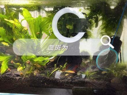 雷龍魚可以和斑馬魚混養嗎