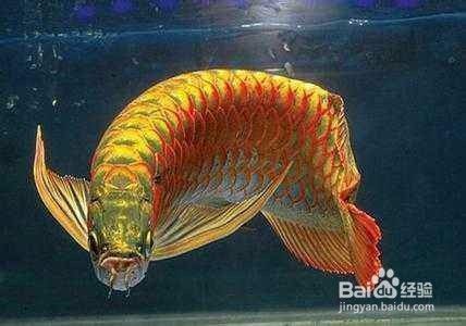 紅龍魚怎么分辨公母：紅龍魚公母分辨方法 紅龍魚怎么分辨公母：紅龍魚公母分辨方法 龍魚百科 第2張