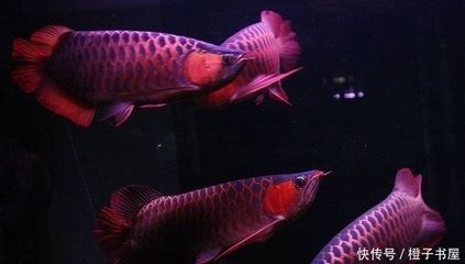 養(yǎng)一條龍魚好嗎風水好嗎（關于養(yǎng)龍魚的風水講究）