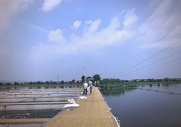 龍游龍和漁業園老板背景故事 龍魚百科 第3張 龍游龍和漁業園老板背景故事 龍游龍和漁業園老板背景故事 龍魚百科 第3張