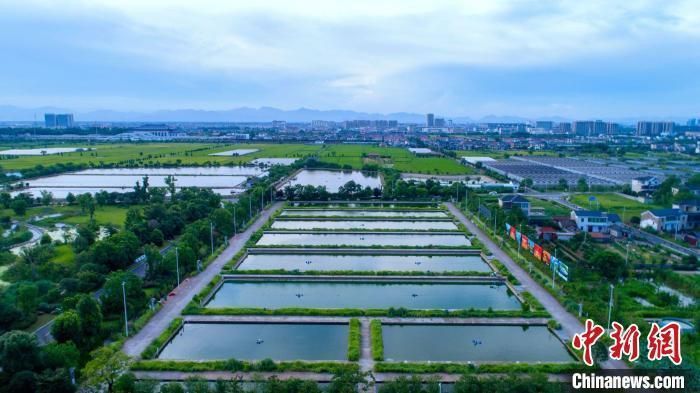 龍游龍和漁業園老板背景故事 龍魚百科 第5張 龍游龍和漁業園老板背景故事 龍游龍和漁業園老板背景故事 龍魚百科 第5張