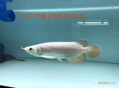 龍魚成長記錄怎么寫：如何撰寫龍魚成長記錄