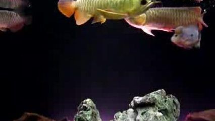 龍魚成長記錄怎么寫：如何撰寫龍魚成長記錄