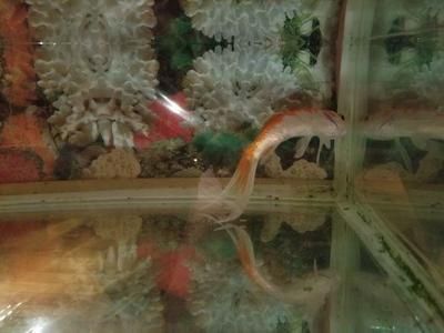 喂金龍魚的草金怎么消毒：喂金龍魚的草金怎么消毒喂金龍魚的草金怎么消毒 喂金龍魚的草金怎么消毒：喂金龍魚的草金怎么消毒喂金龍魚的草金怎么消毒 龍魚百科 第3張