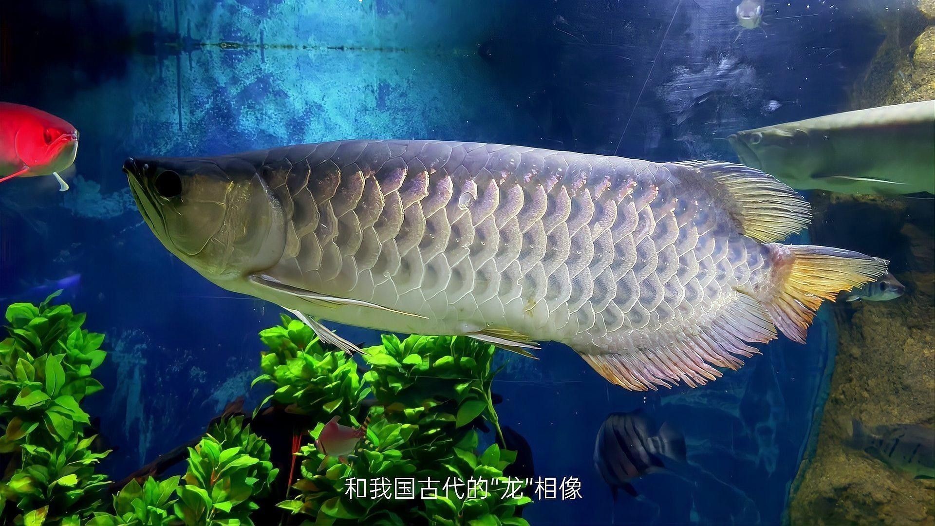 龍魚對水質的具體要求