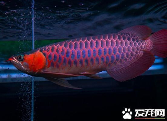 龍魚(yú)喂大麥蟲(chóng)的危害：龍魚(yú)喂食大麥蟲(chóng)存在多方面危害健康風(fēng)險(xiǎn)以及厭食問(wèn)題 龍魚(yú)喂大麥蟲(chóng)的危害：龍魚(yú)喂食大麥蟲(chóng)存在多方面危害健康風(fēng)險(xiǎn)以及厭食問(wèn)題 龍魚(yú)百科 第4張