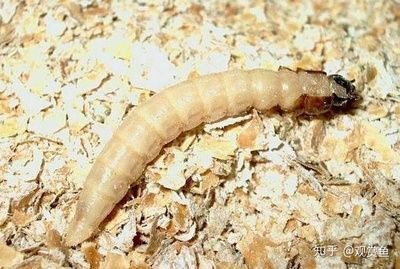 龍魚(yú)喂大麥蟲(chóng)的危害：龍魚(yú)喂食大麥蟲(chóng)存在多方面危害健康風(fēng)險(xiǎn)以及厭食問(wèn)題 龍魚(yú)喂大麥蟲(chóng)的危害：龍魚(yú)喂食大麥蟲(chóng)存在多方面危害健康風(fēng)險(xiǎn)以及厭食問(wèn)題 龍魚(yú)百科 第1張