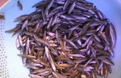 龍魚喂飼料好消化嗎怎么喂：龍魚喂食飼料的消化情況取決于飼料的種類和處理方式 龍魚喂飼料好消化嗎怎么喂：龍魚喂食飼料的消化情況取決于飼料的種類和處理方式 龍魚百科 第2張