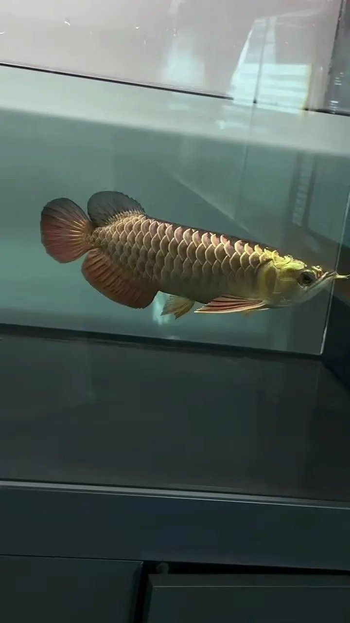 龍魚二個月不吃食怎么辦呀