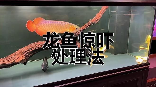 龍魚二個月不吃食怎么辦呀