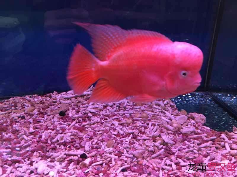 龍魚苗怎么選品相圖解：紅龍魚苗選購技巧視頻教程,龍魚苗健康狀態自檢指南