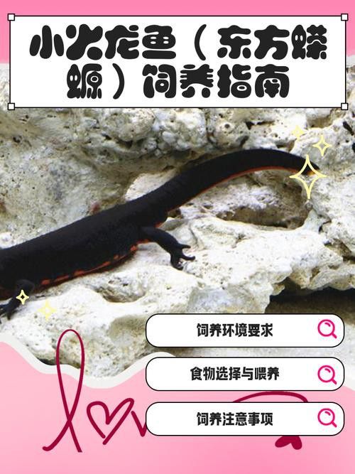 火龍魚怎么養(yǎng) 火龍魚怎么養(yǎng) 龍魚百科 第2張