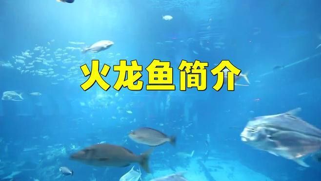 火龍魚怎么養(yǎng) 火龍魚怎么養(yǎng) 龍魚百科 第8張
