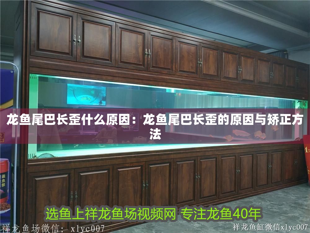 龍魚尾巴長歪什么原因：龍魚尾巴長歪的原因與矯正方法