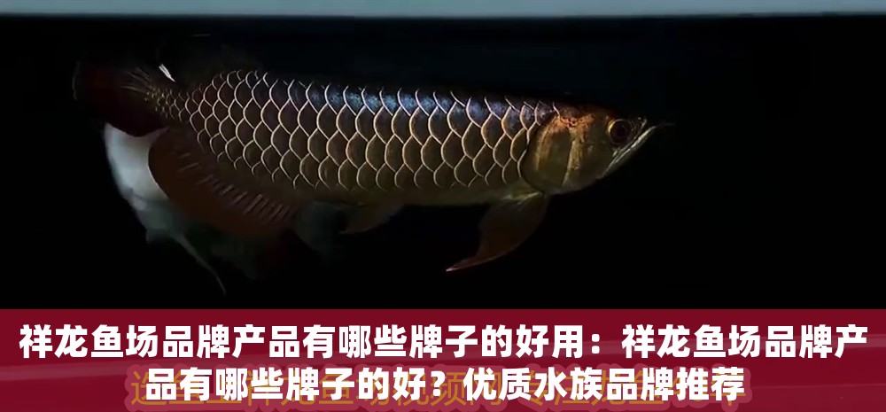 祥龍魚場品牌產品有哪些牌子的好用：祥龍魚場品牌產品有哪些牌子的好？優質水族品牌推薦 祥龍魚場品牌產品有哪些牌子的好用：祥龍魚場品牌產品有哪些牌子的好？優質水族品牌推薦 龍魚百科 第1張