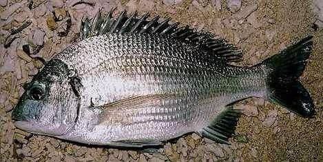 羅非魚能和其他魚混養嗎