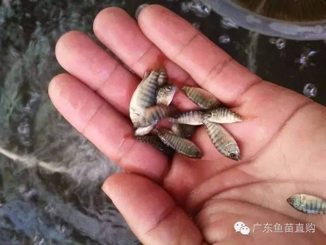 羅非魚能和其他魚混養嗎