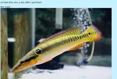 龍魚有嘔吐的動作是怎么回事？：龍魚嘔吐可能有多種原因，以下可能是一些可能的原因 龍魚有嘔吐的動作是怎么回事？：龍魚嘔吐可能有多種原因，以下可能是一些可能的原因 龍魚百科 第1張