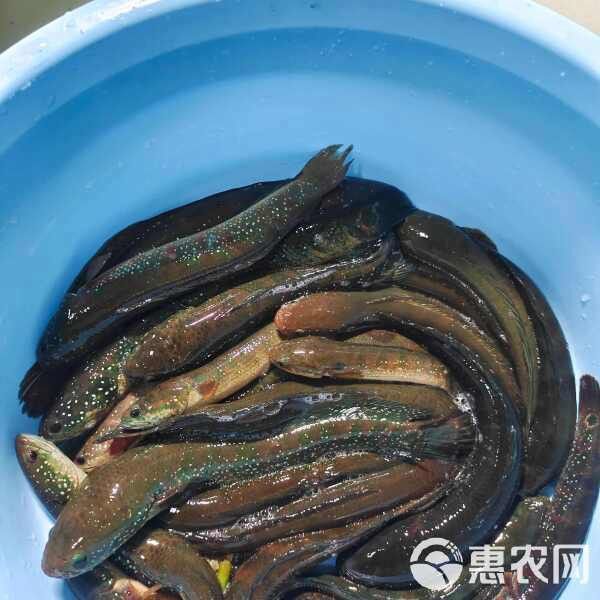 中國哪里有野生雷龍魚苗賣