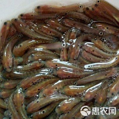 中國哪里有野生雷龍魚苗賣