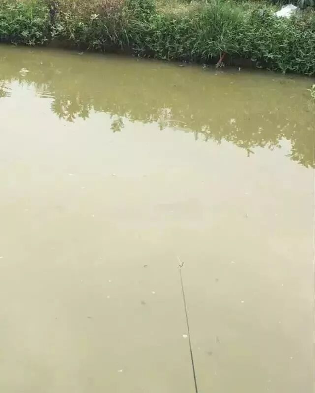 自家池塘散養龍魚，我就服了你！