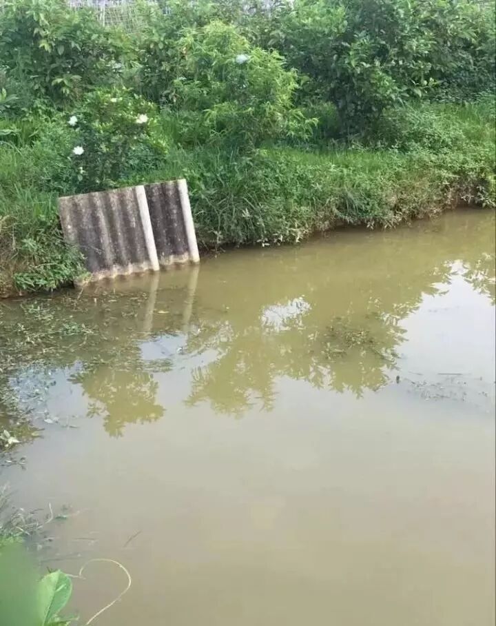 自家池塘散養龍魚，我就服了你！