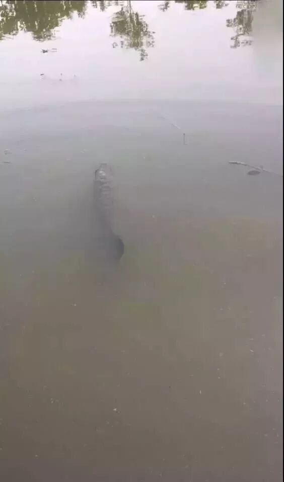 自家池塘散養(yǎng)龍魚，我就服了你！