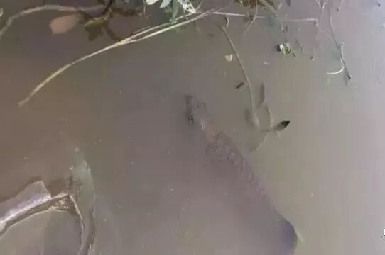 自家池塘散養(yǎng)龍魚，我就服了你！