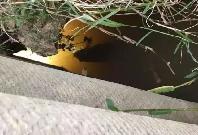 自家池塘散養(yǎng)龍魚，我就服了你！