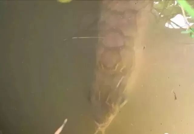 自家池塘散養(yǎng)龍魚，我就服了你！