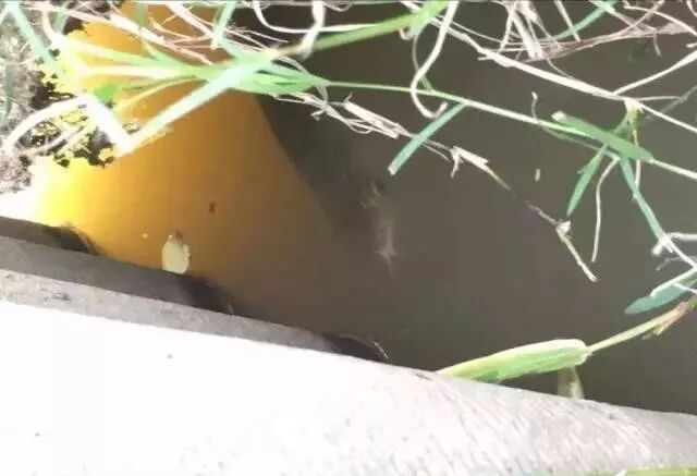 自家池塘散養(yǎng)龍魚，我就服了你！