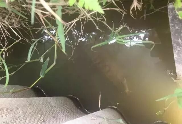 自家池塘散養(yǎng)龍魚，我就服了你！