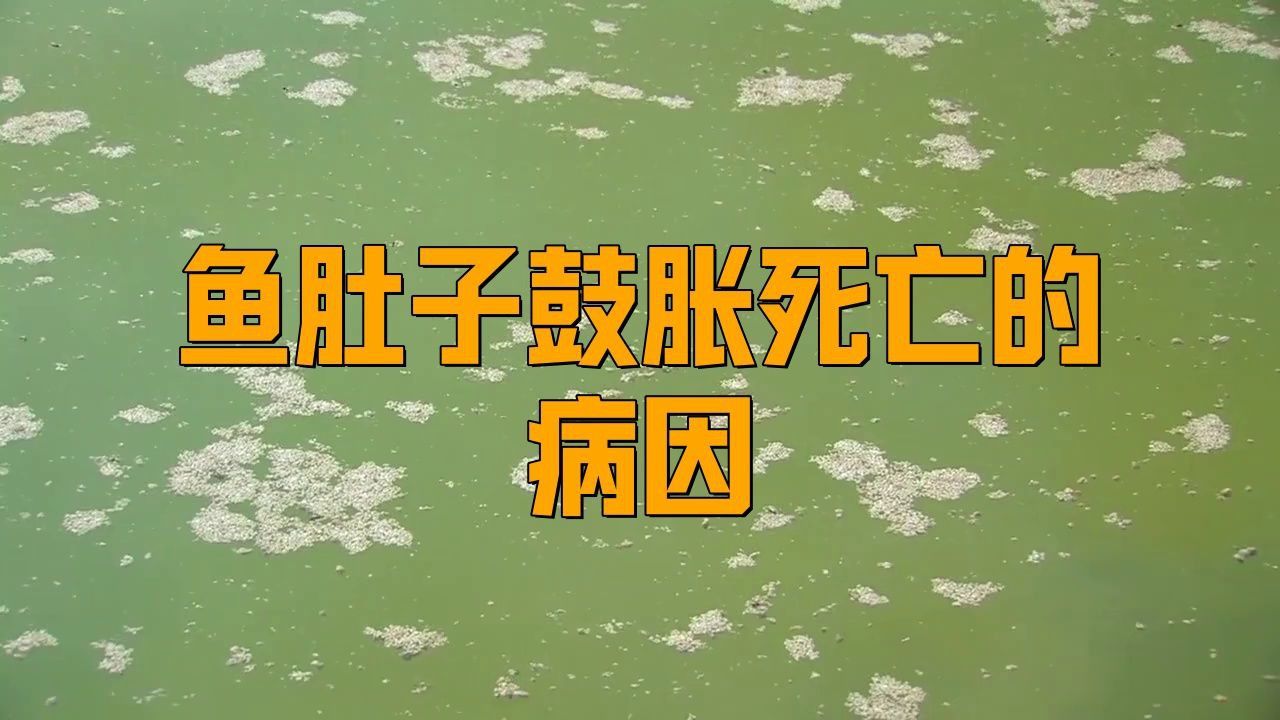 如何預防龍魚腹部腫脹的發生？