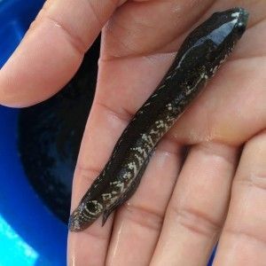 過江龍魚漂是屬于什么品牌（過江龍魚漂品牌歸屬信息并未直接出現(xiàn)在搜索結(jié)果中）