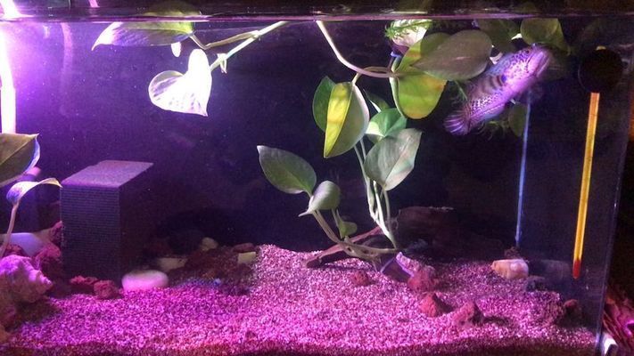 黃金眼鏡蛇雷龍魚多大缸最好（飼養(yǎng)黃金眼鏡蛇雷龍魚所需的水族箱尺寸）