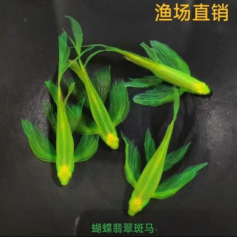 給我推薦一些適合新手混養的魚類 給我推薦一些適合新手混養的魚類 龍魚百科 第1張