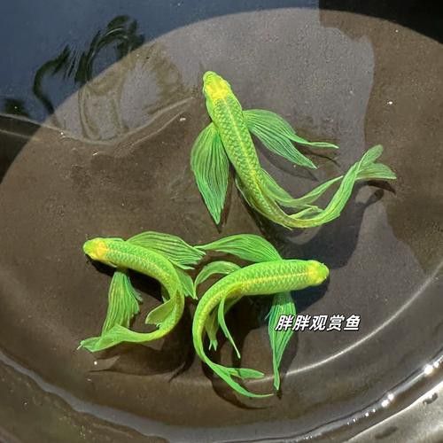 給我推薦一些適合新手混養的魚類 給我推薦一些適合新手混養的魚類 龍魚百科 第4張