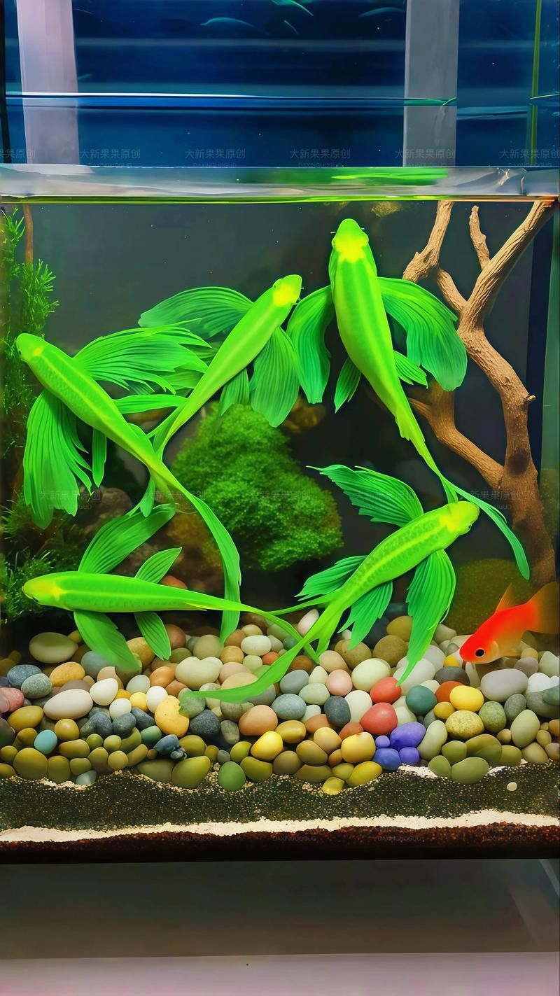 給我推薦一些適合新手混養的魚類 給我推薦一些適合新手混養的魚類 龍魚百科 第3張