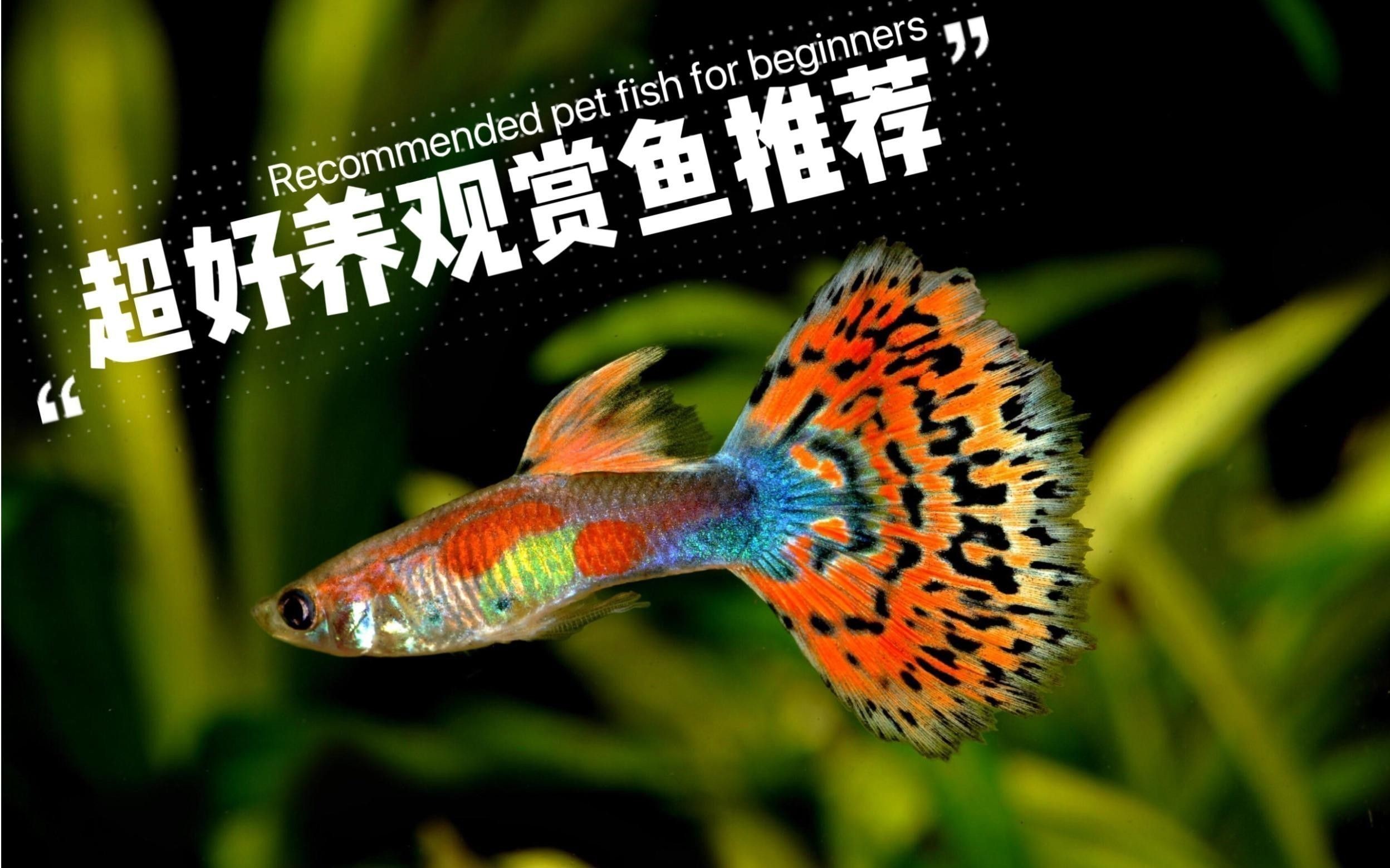 給我推薦一些適合新手混養的魚類 給我推薦一些適合新手混養的魚類 龍魚百科 第8張