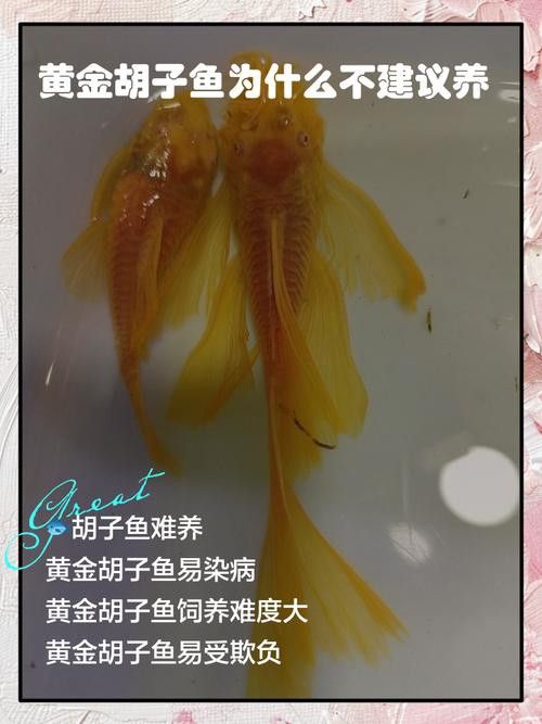給我推薦一些適合新手混養的魚類 給我推薦一些適合新手混養的魚類 龍魚百科 第11張