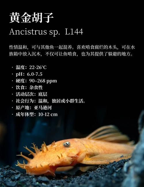 給我推薦一些適合新手混養的魚類 給我推薦一些適合新手混養的魚類 龍魚百科 第10張