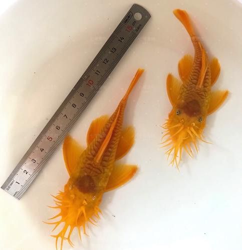 給我推薦一些適合新手混養的魚類 給我推薦一些適合新手混養的魚類 龍魚百科 第12張