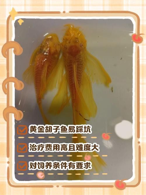 給我推薦一些適合新手混養的魚類 給我推薦一些適合新手混養的魚類 龍魚百科 第14張