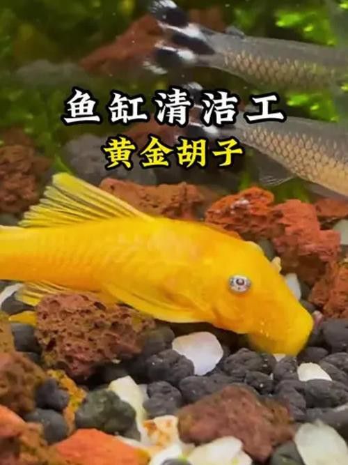 給我推薦一些適合新手混養的魚類 給我推薦一些適合新手混養的魚類 龍魚百科 第13張