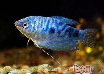 藍色的龍魚叫什么品種好：30篇藍色龍魚藍色龍魚品種鑒別龍魚品種介紹